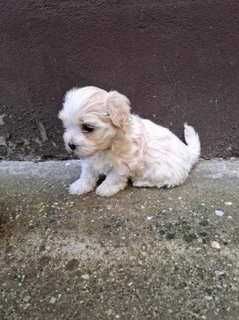 Bichon Havanese