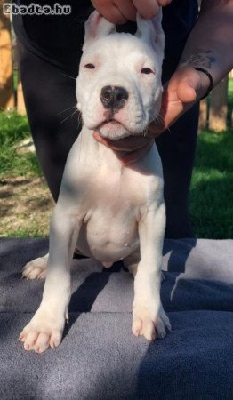 Argentin Dog Kölyök