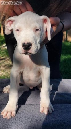 Argentin Dog Kölyök