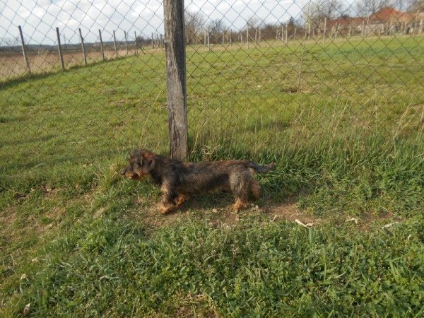 Szálkás szőrű tacskó normál,