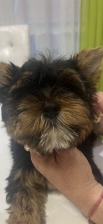 yorkshire terrier