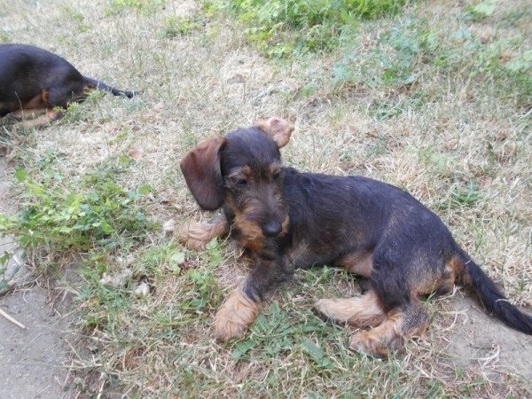 Szálkás szőrű tacskó törpe