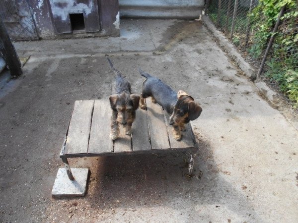 Szálkás szőrű tacskó törpe