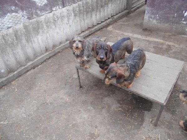 Szálkás szőrű tacskó törpe