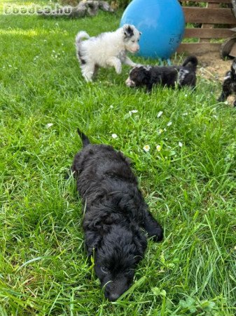 Eladó mudi kölykök