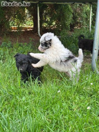 Eladó mudi kölykök