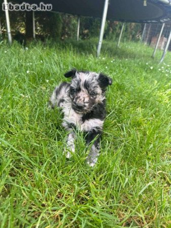 Eladó mudi kölykök