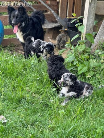 Eladó mudi kölykök