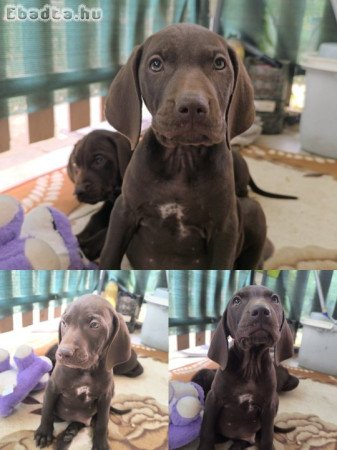 Német vizsla j. kiskutyák