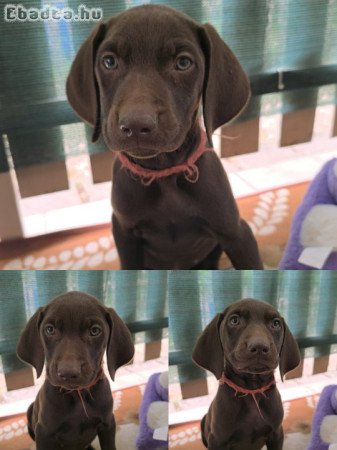 Német vizsla j. kiskutyák