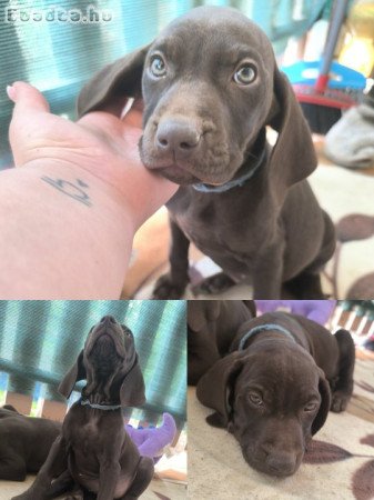Német vizsla j. kiskutyák