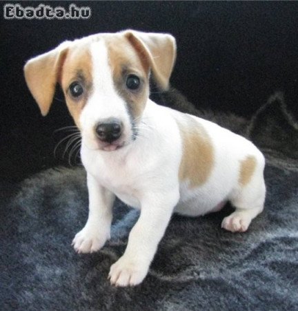 Jack Russell Terrier kölykök