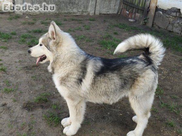 Eladó malamut