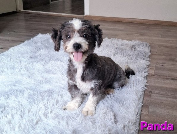 Bichon havanese