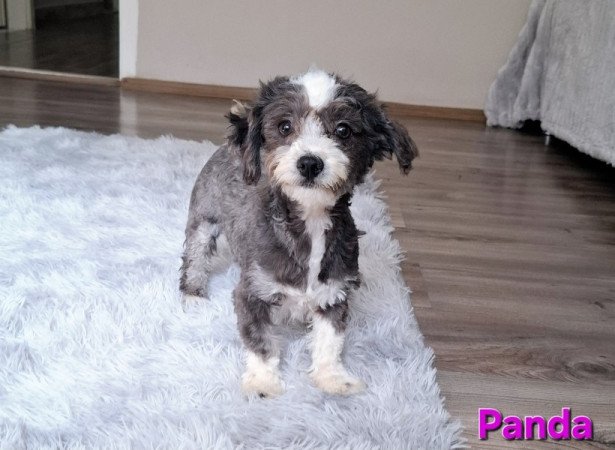 Bichon havanese