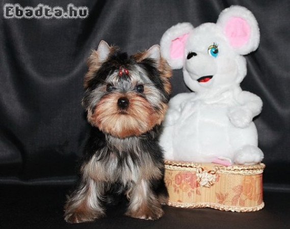 Yorkshire terrier kölykök