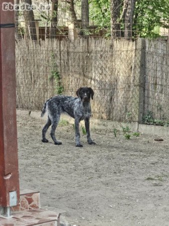 Német vizslának keresünk örökbefogadót