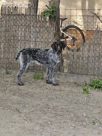 Német vizslának keresünk örökbefogadót