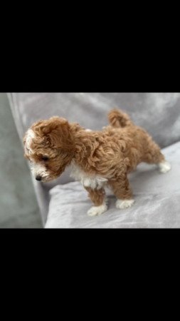 Maltipoo
