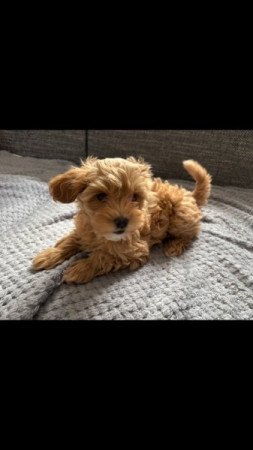 Maltipoo