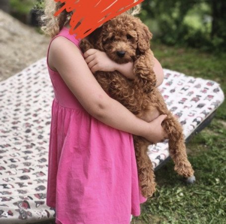 Törpe uszkár jellegű