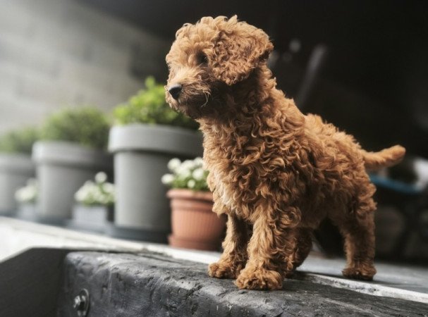 Törpe uszkár jellegű