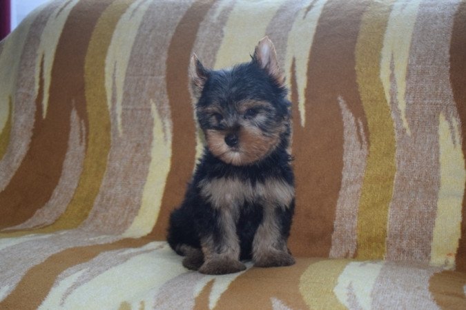 Yorkshire terrier