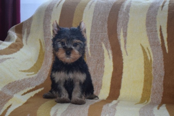 Yorkshire terrier