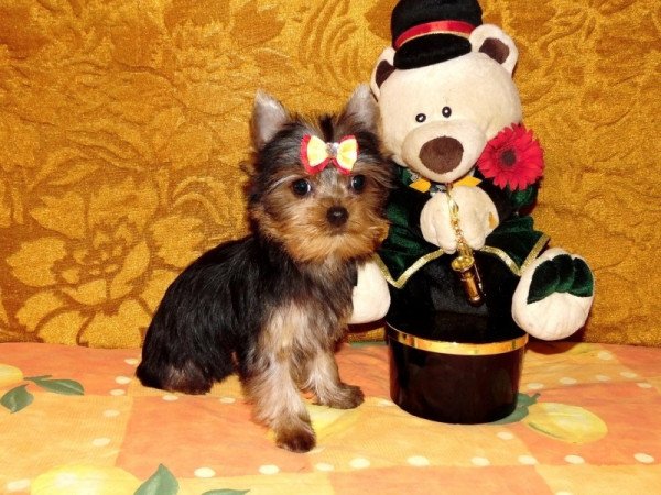 Yorkshire Terrier, Yorki