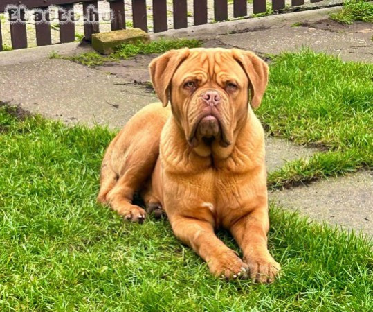 Ingyen elvihető 12 hónapos Bordeauxi Dog Kan