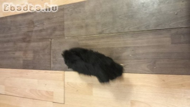 Kis méretü kis pulik