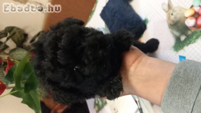 Kis méretü kis pulik