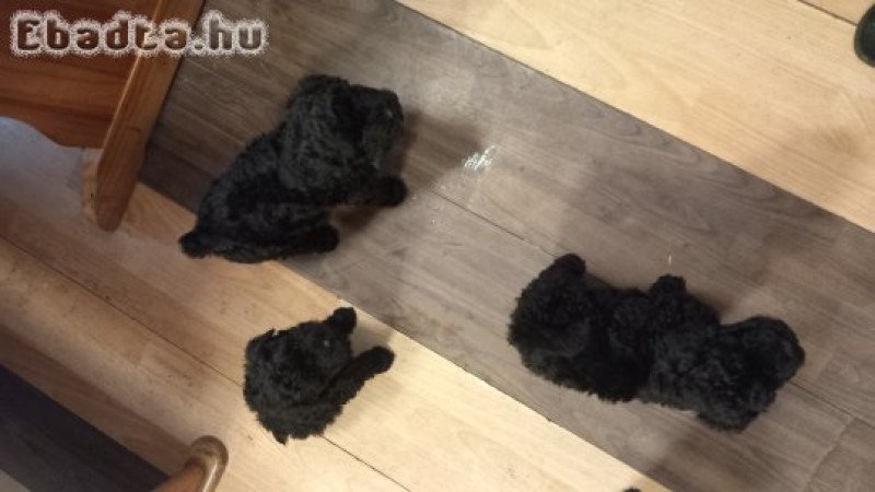 Kis méretü kis pulik