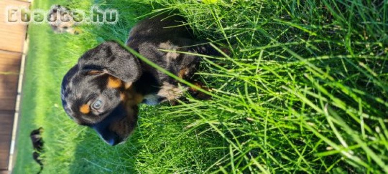 Fajtiszta Tacskó Babák Keresik Gazdijukat!