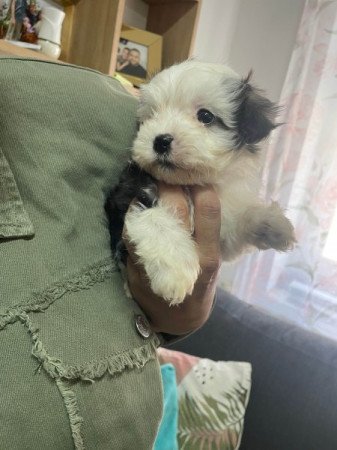 Bichon Havanese