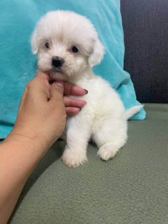 Bichon Havanese