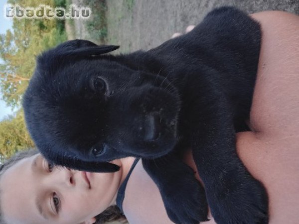 Cane corso kiskutyák  eladók