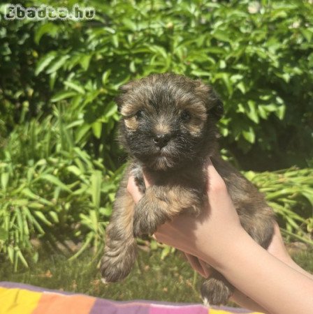 Különleges Bichon Havanese kiskutyák