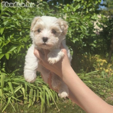 Különleges Bichon Havanese kiskutyák
