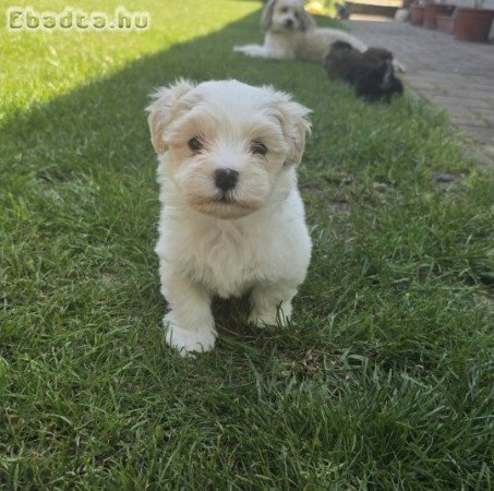 Különleges Bichon Havanese kiskutyák