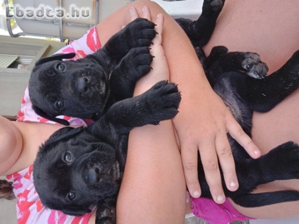 Cane corso kiskutyák  eladók