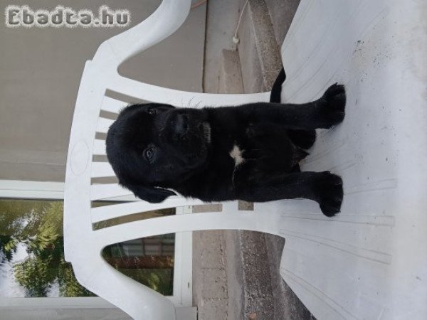 Cane corso kiskutyák  eladók