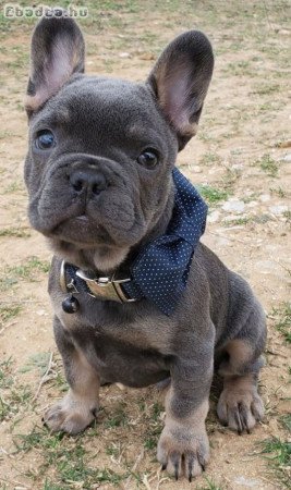 Blue ten francia bulldog kölyök