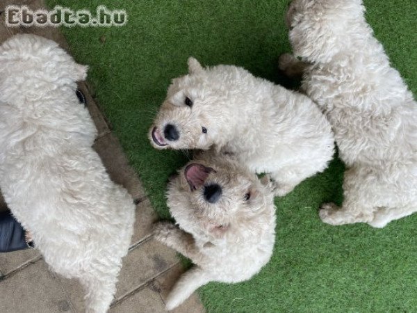 Komondor kiskutyák eladók