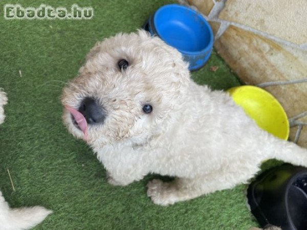 Komondor kiskutyák eladók