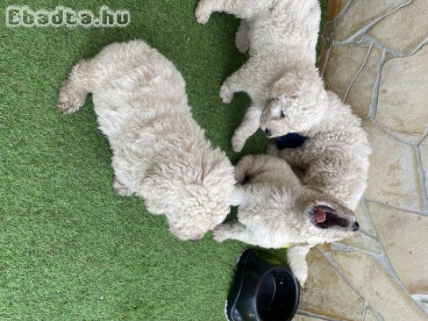 Komondor kiskutyák eladók