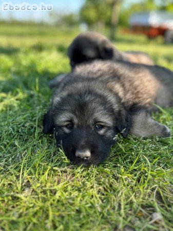 Jugoszláv farkasölő