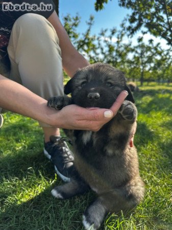 Jugoszláv farkasölő