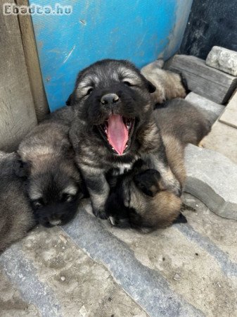 Jugoszláv farkasölő