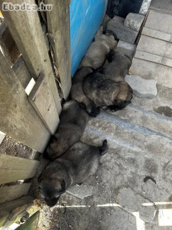 Jugoszláv farkasölő